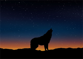 星空下的狼嚎图片